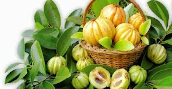 asam gelugor sama con garcinia cambogia asam gelugor sama con garcinia cambogia